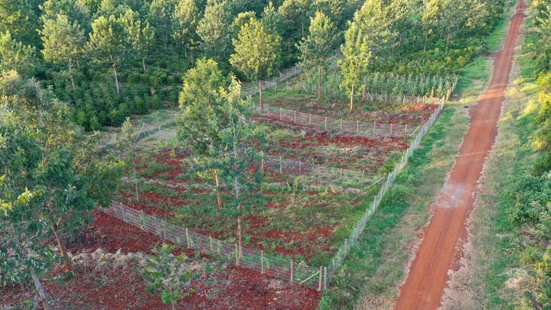 Real estate experts Kenya