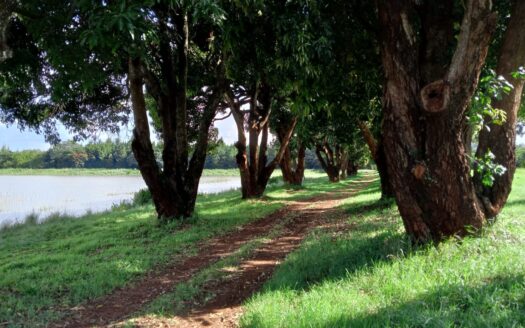 Lulu Park at Zuri Springs – 1/4 Acre Fully Serviced Plots in Juja